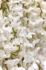 Wisteria floribunda Alba - White flowering Japanese Wisteria